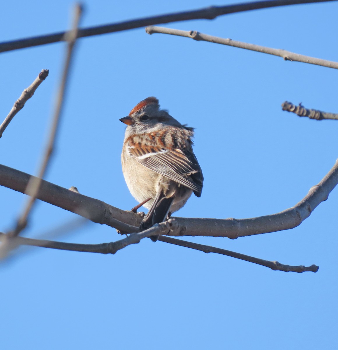 American Tree Sparrow - ML614460711