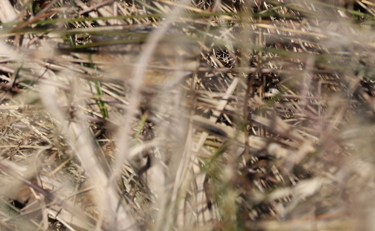 Sedge Wren - ML614460727