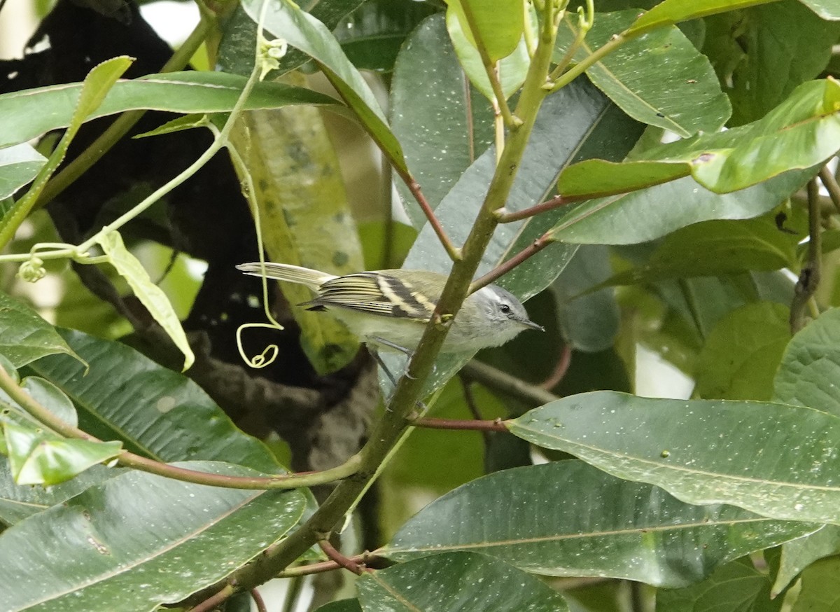 White-tailed Tyrannulet - Kathryn Kay