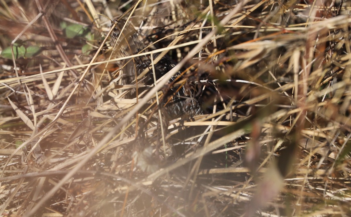 Sedge Wren - ML614460735