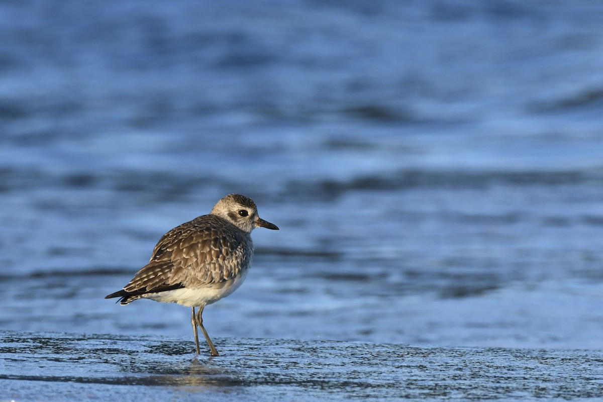 Black-bellied Plover - Donald Jones