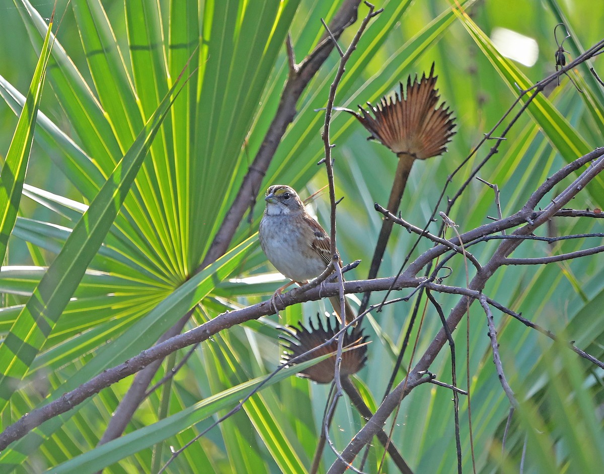 strnadec bělohrdlý - ML614460842
