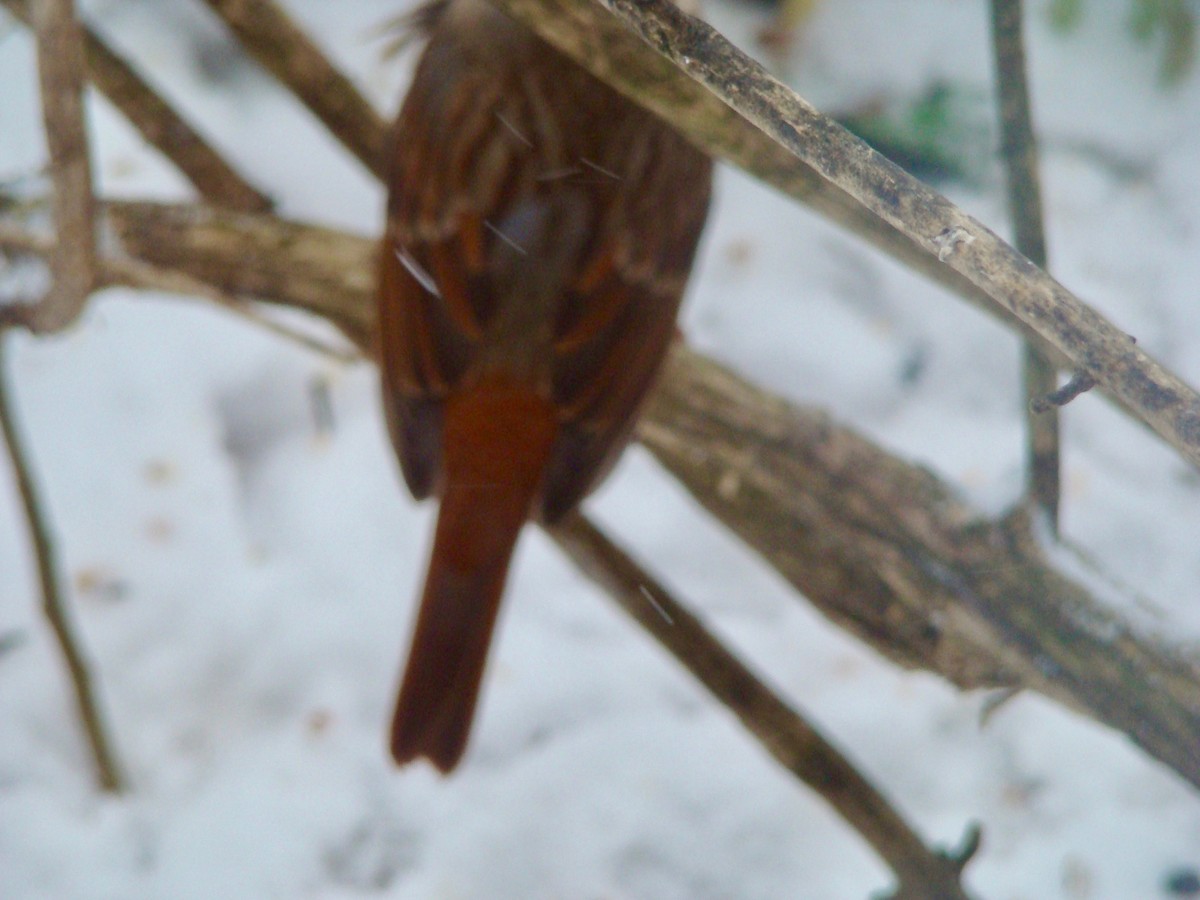Fox Sparrow (Red) - ML614460876
