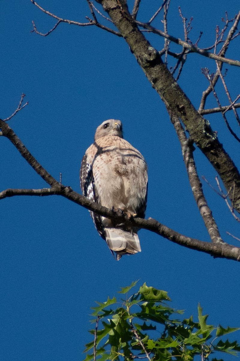 Red-shouldered Hawk - ML614460891