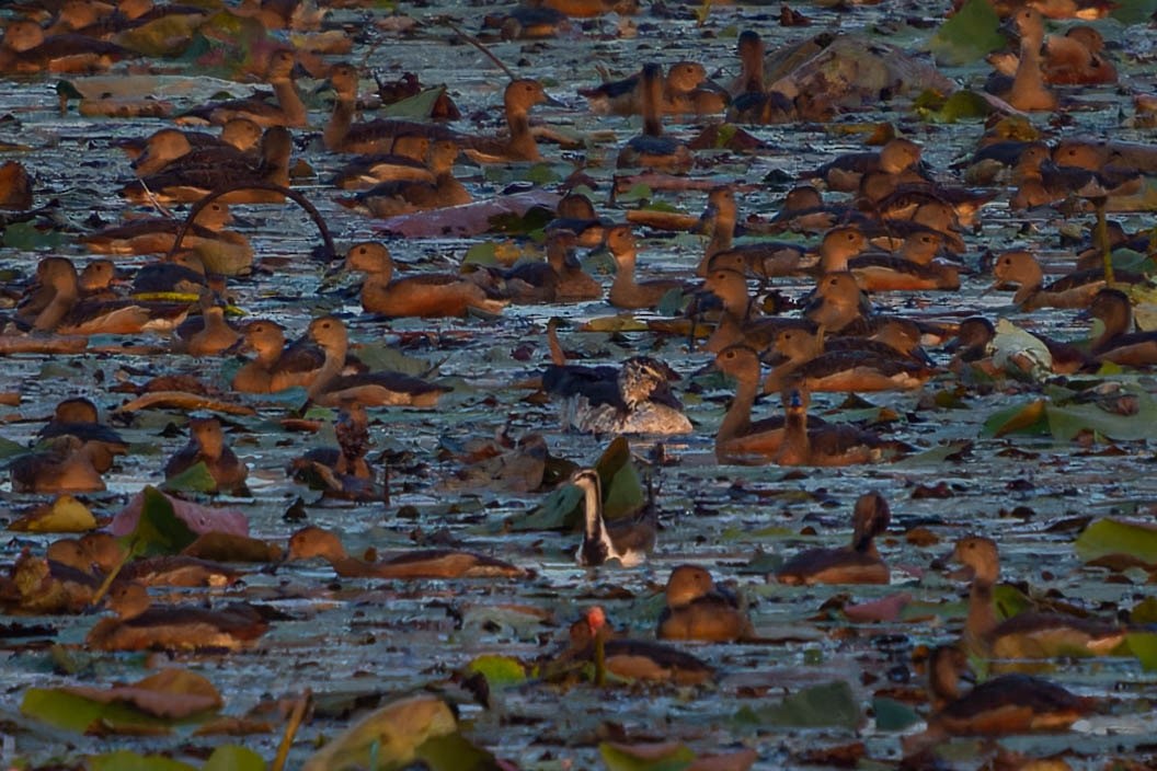 Knob-billed Duck - Jirawut Jannoi