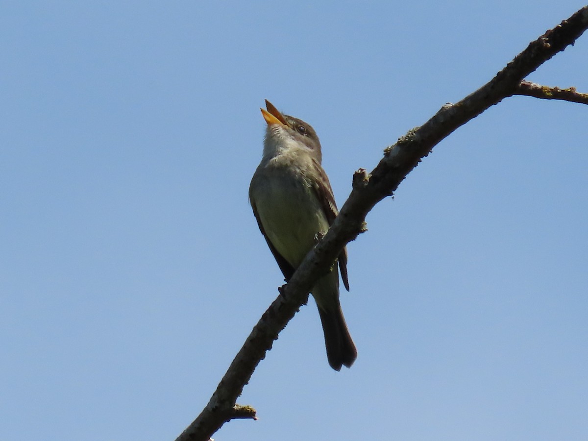 Willow Flycatcher - Suzanne Beauchesne