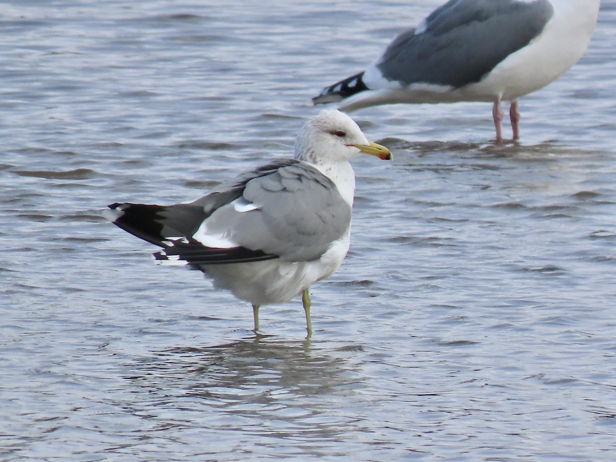 Gaviota Californiana - ML614460934