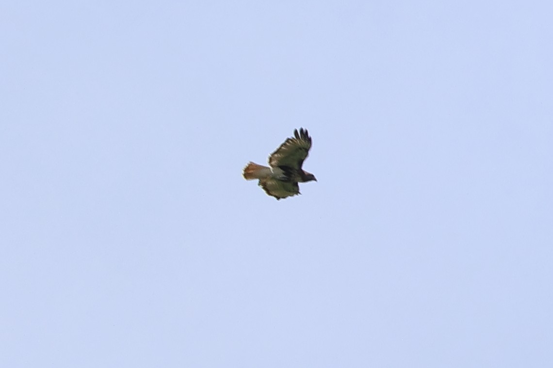 Red-tailed Hawk - ML614460937