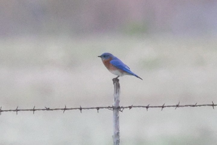 Eastern Bluebird - ML614460941