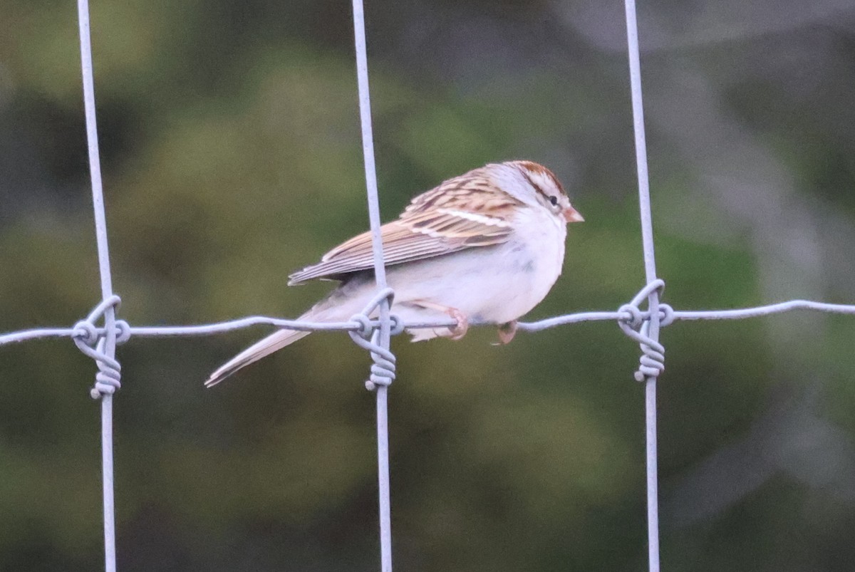 Chipping Sparrow - ML614460953
