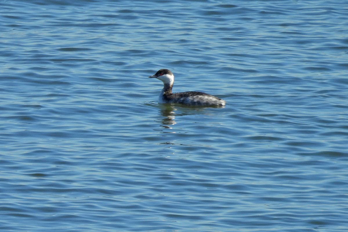 Horned Grebe - ML614461067