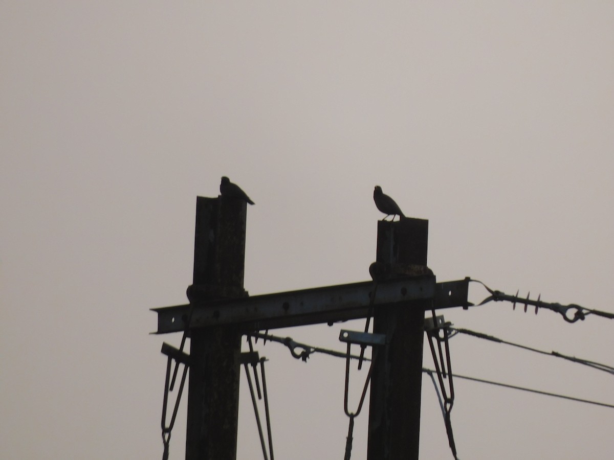 Common Myna - Shilpa Gadgil