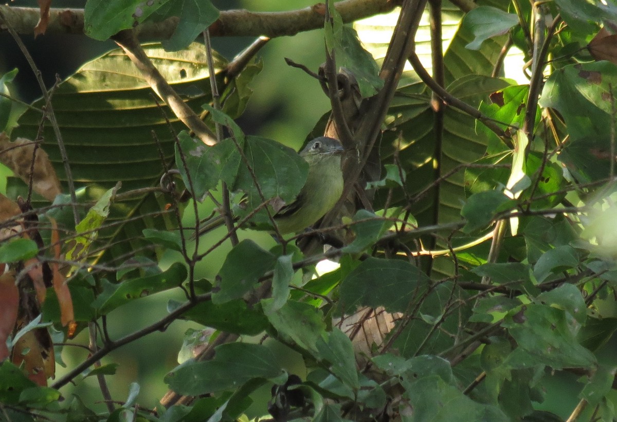 Yellow-olive Flatbill - ML614461137