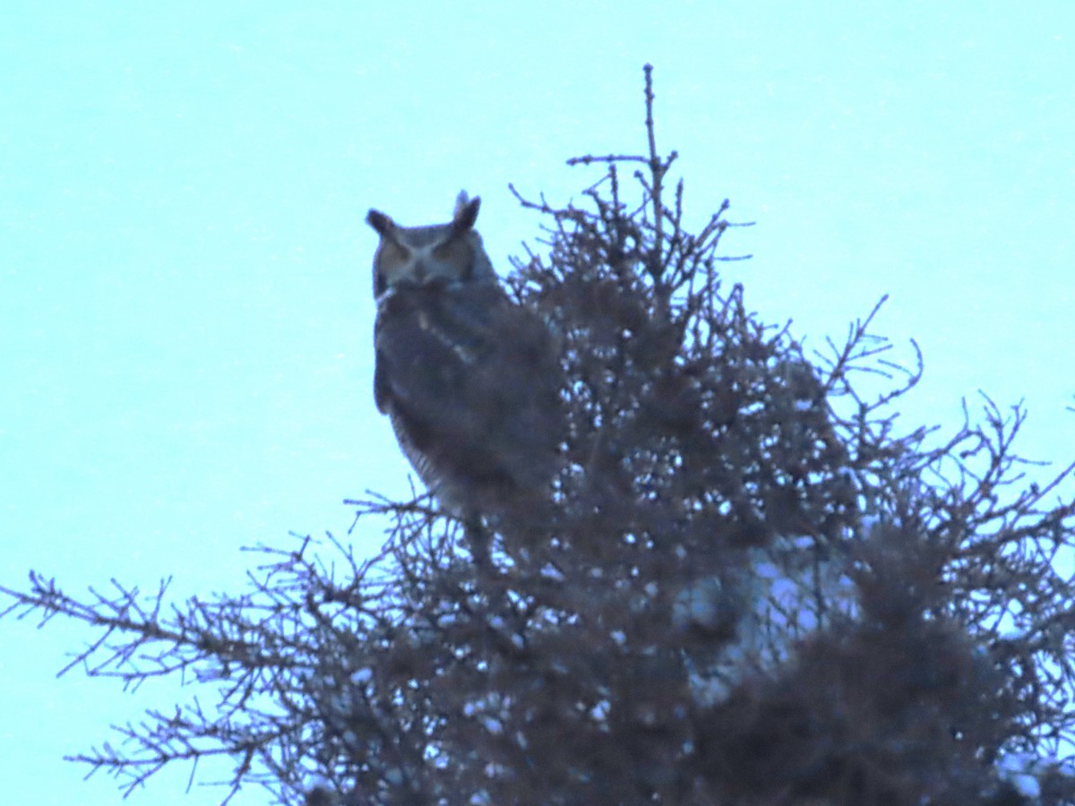 Great Horned Owl - Laura Burke