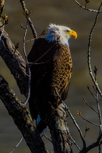 Weißkopf-Seeadler - ML614461189