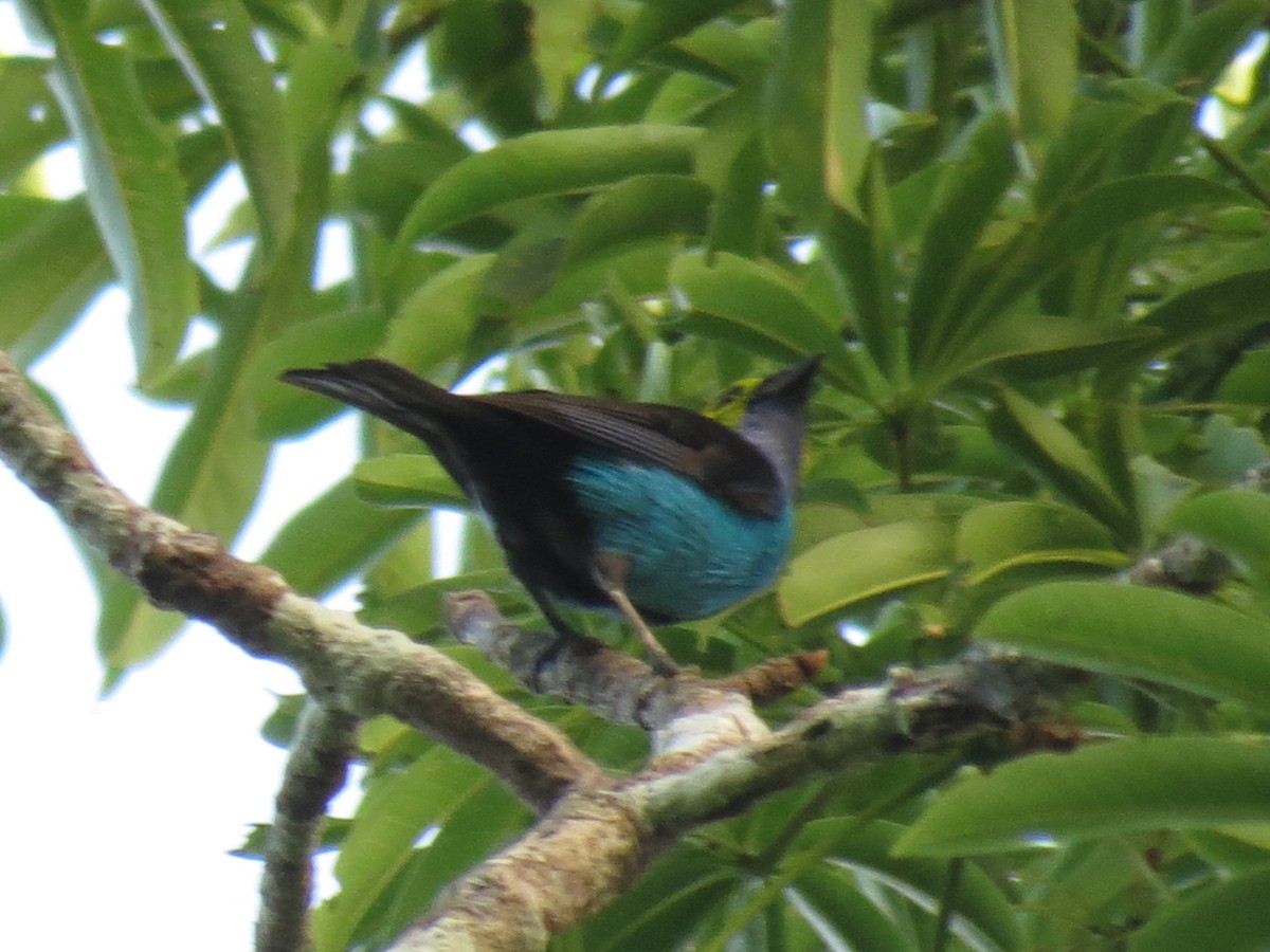 Paradise Tanager - Gary Prescott