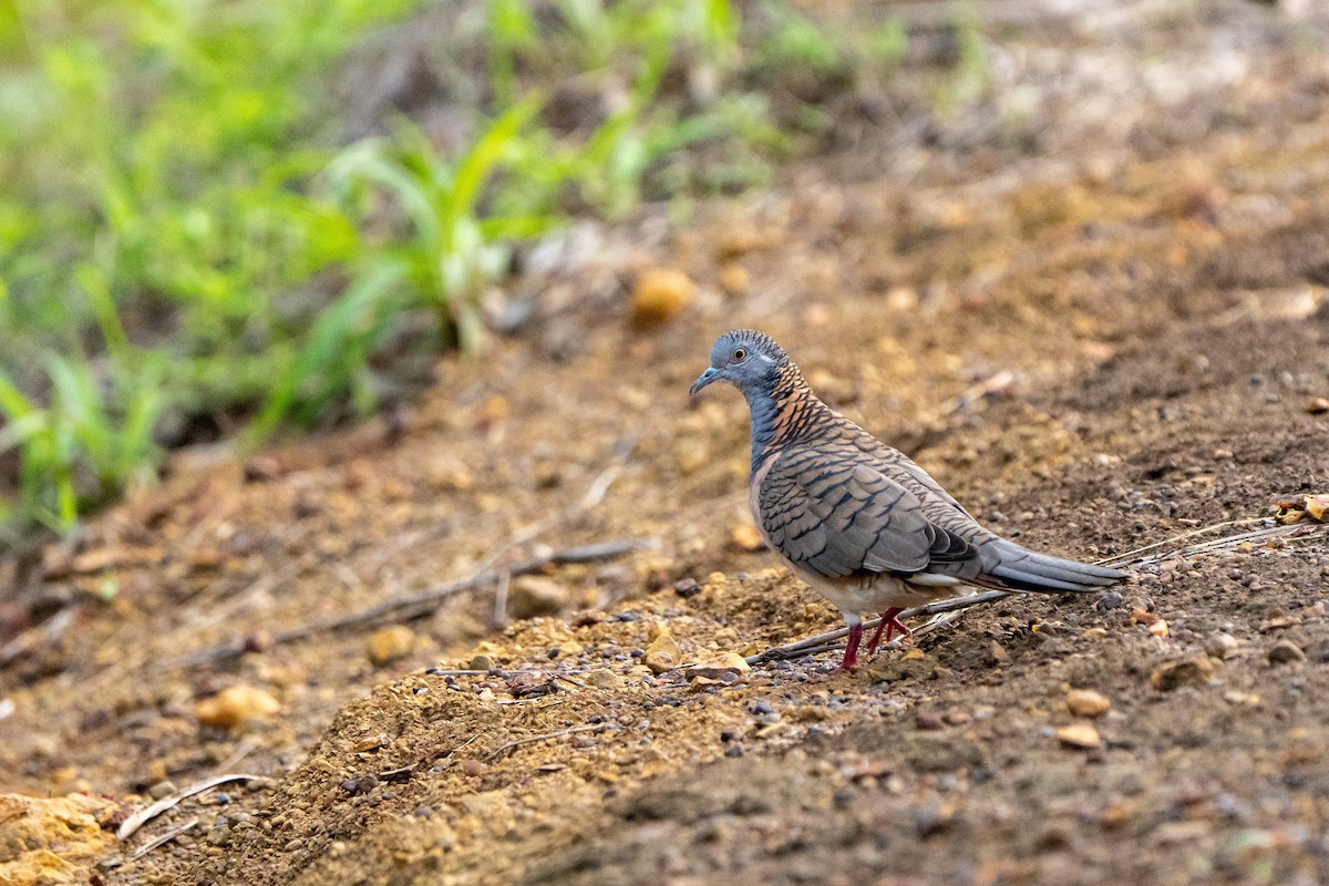 Bar-shouldered Dove - ML614461236