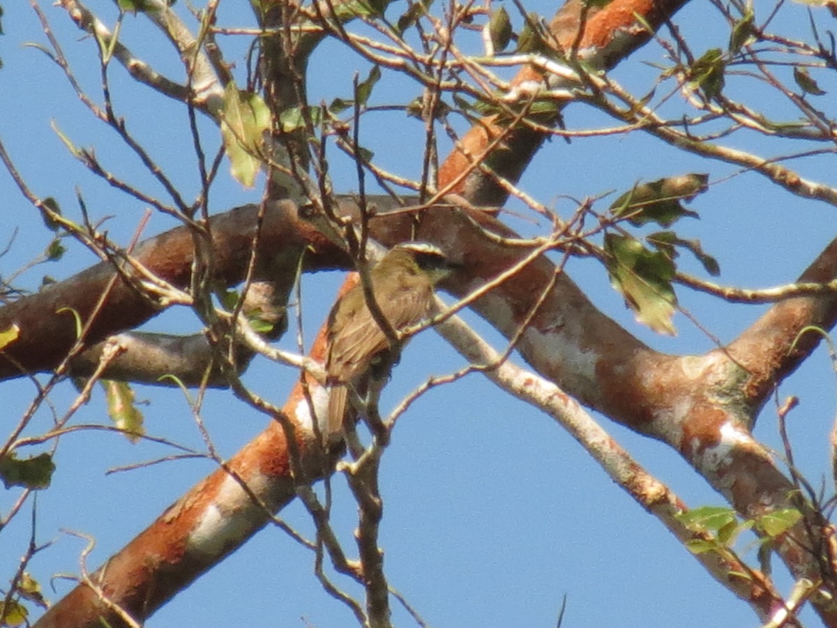 Boat-billed Flycatcher - ML614461366