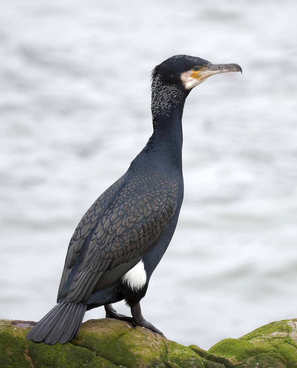 Great Cormorant - Charles Fitzpatrick