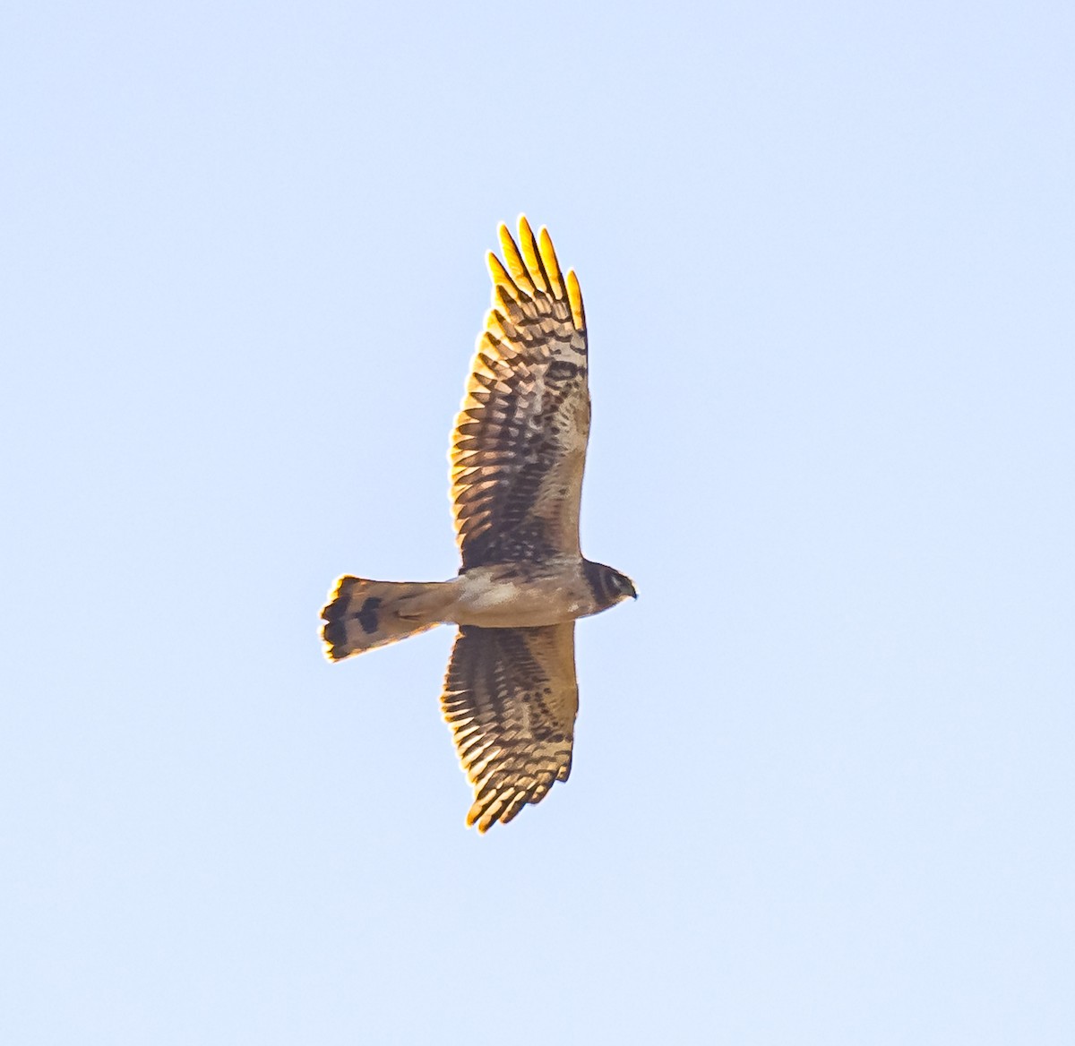 Northern Harrier - ML614461396