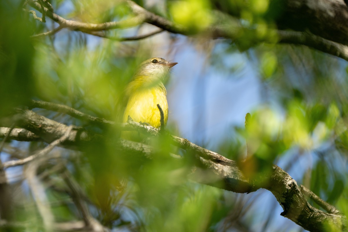 Lemon-bellied Flyrobin (Lemon-bellied) - ML614461414