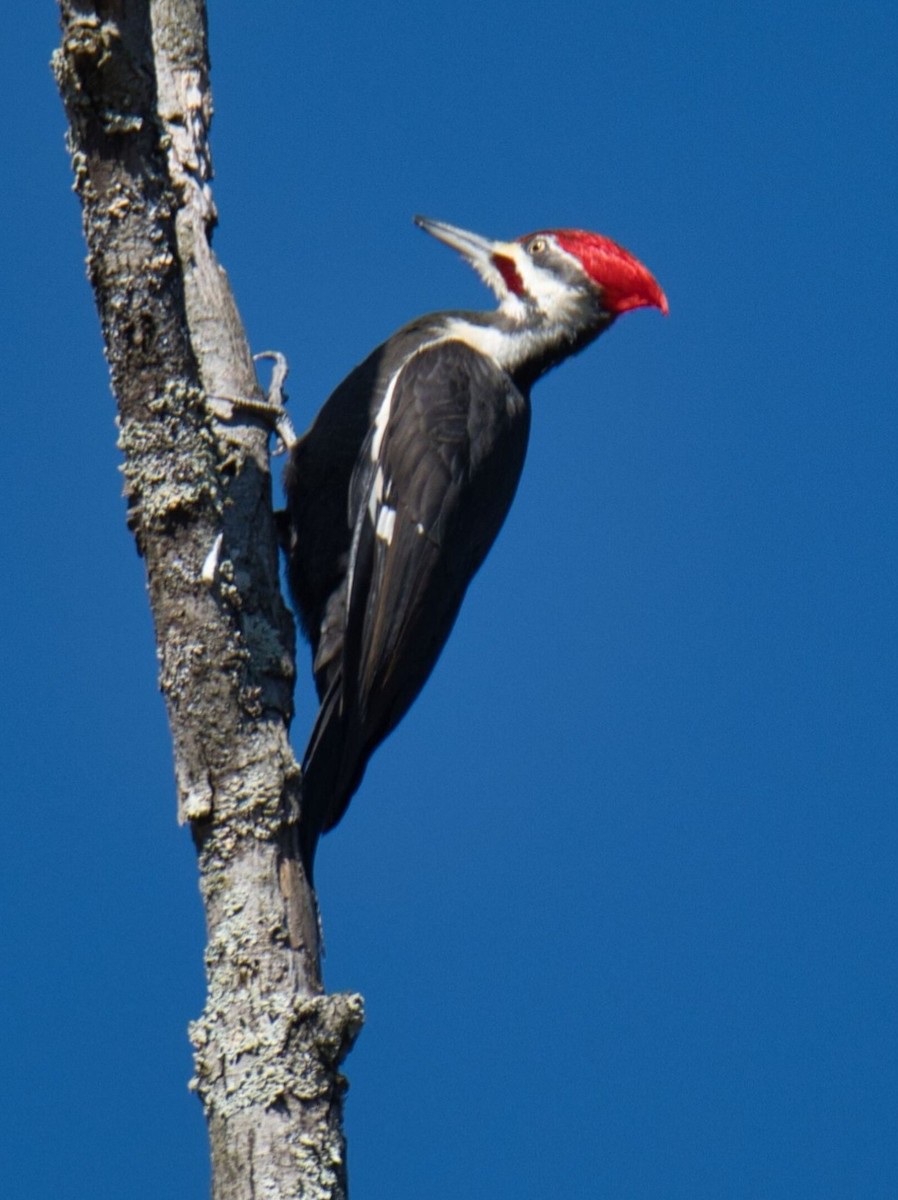 Pileated Woodpecker - ML614461451