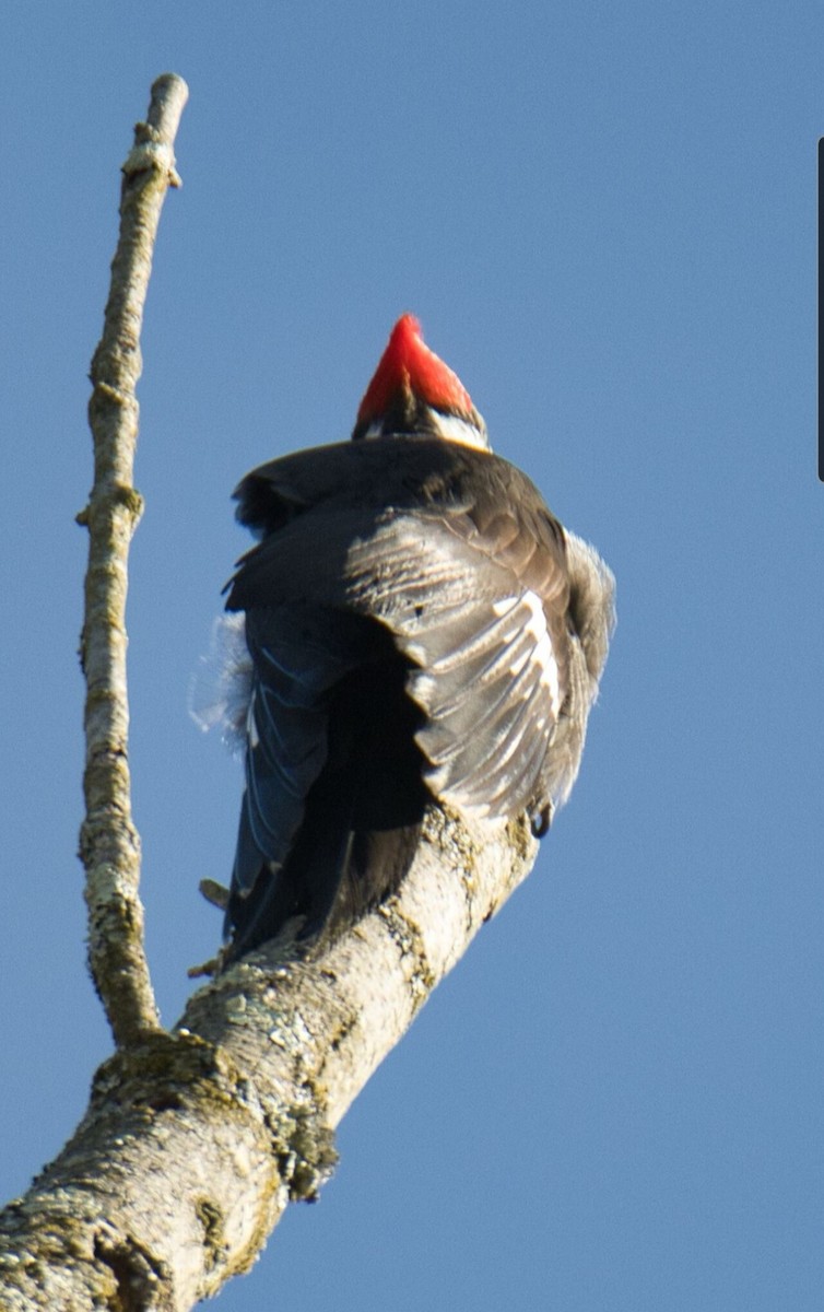 Pileated Woodpecker - ML614461453