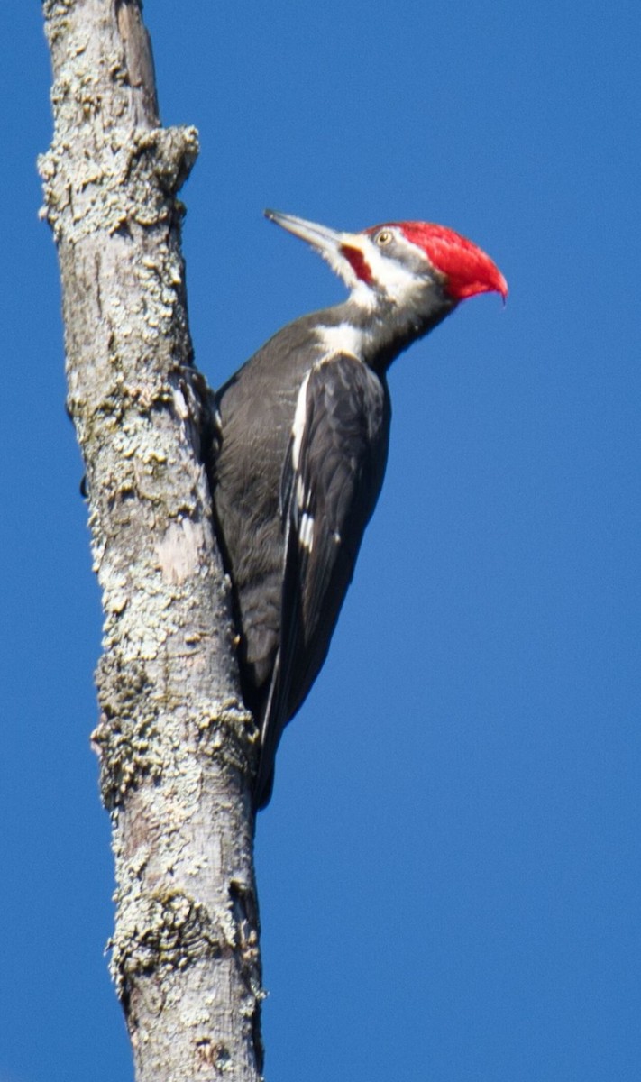 Pileated Woodpecker - ML614461454