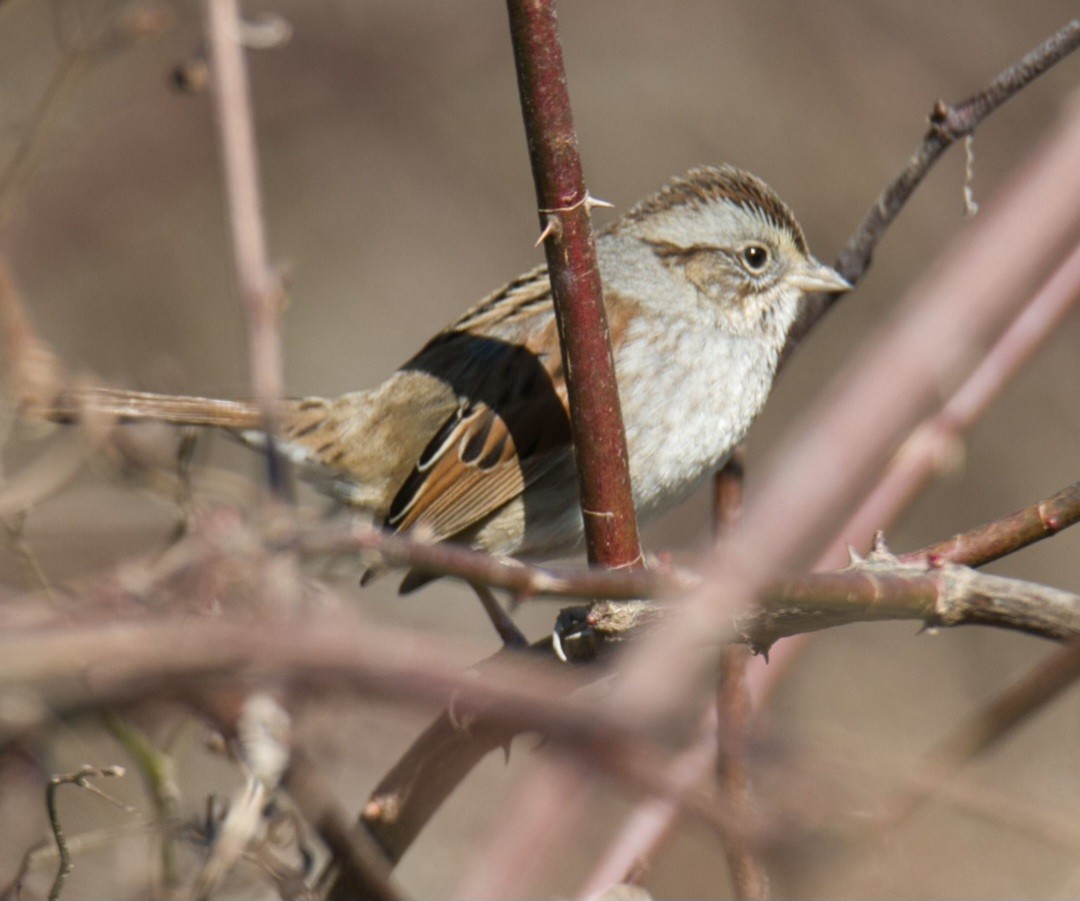 Swamp Sparrow - ML614461494