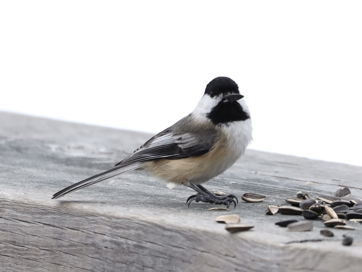 Black-capped Chickadee - ML614461504