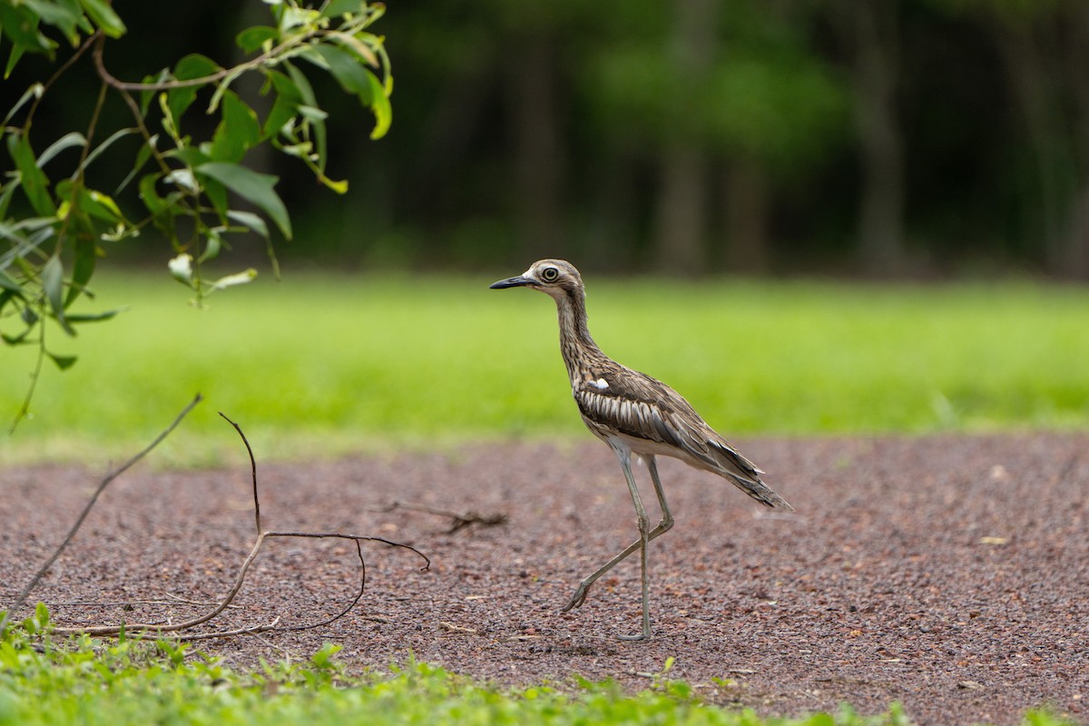 Bush Thick-knee - ML614461568