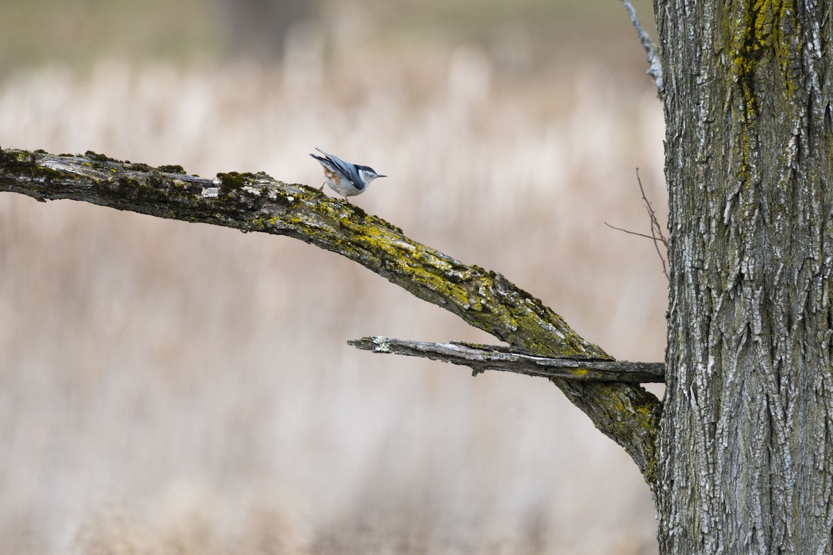 White-breasted Nuthatch - ML614461595