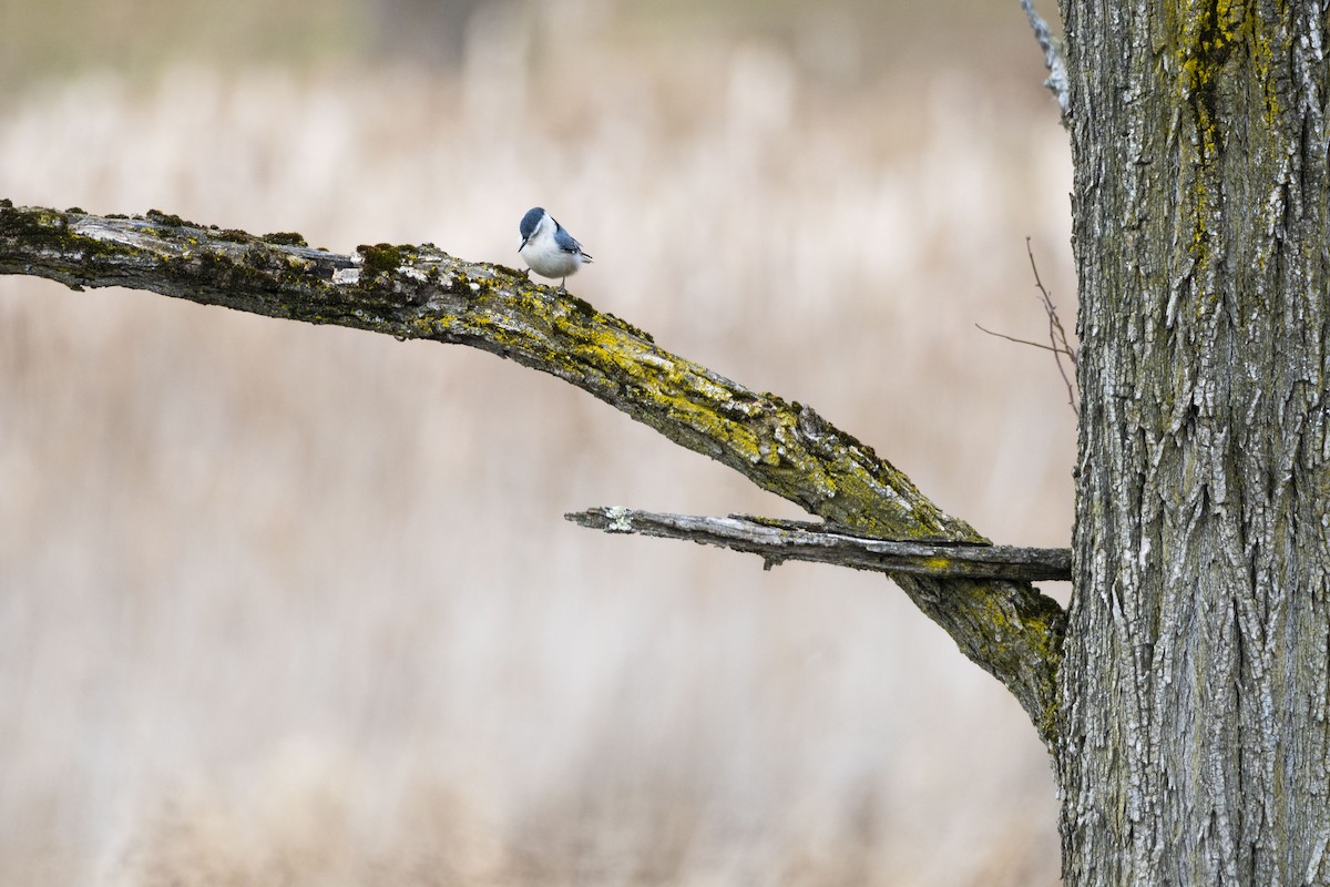 White-breasted Nuthatch - ML614461596