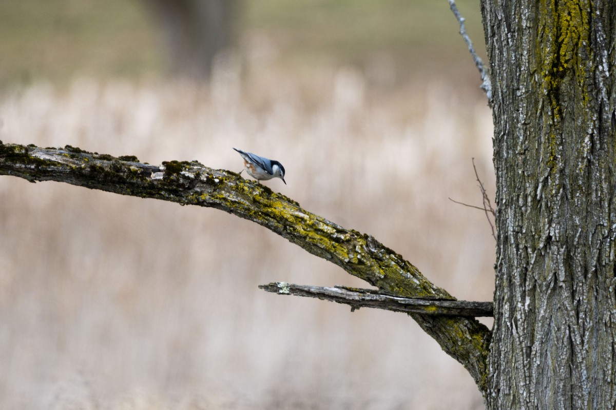 White-breasted Nuthatch - ML614461597