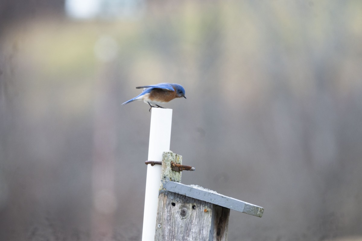 Eastern Bluebird - ML614461602