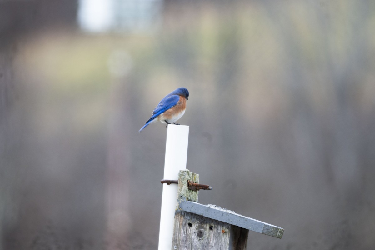 Eastern Bluebird - ML614461603
