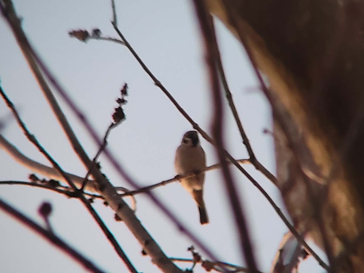 Eurasian Tree Sparrow - ML614461610