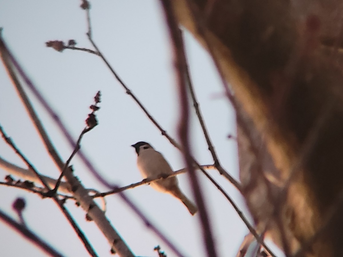 Eurasian Tree Sparrow - ML614461613