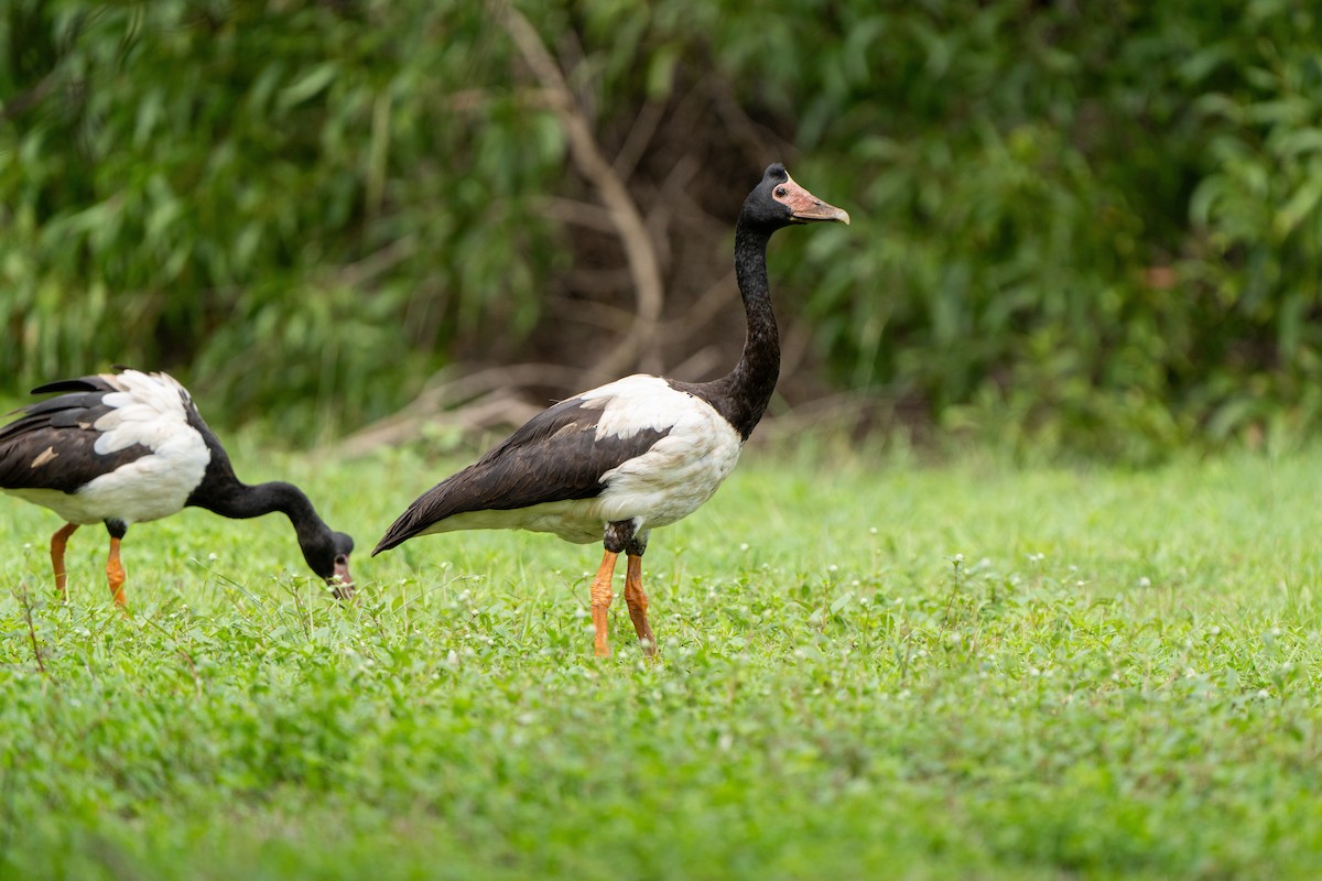 Magpie Goose - ML614461620