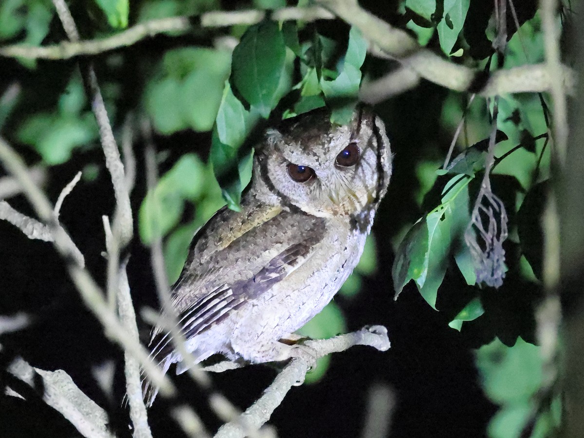 Collared Scops-Owl - ML614461626