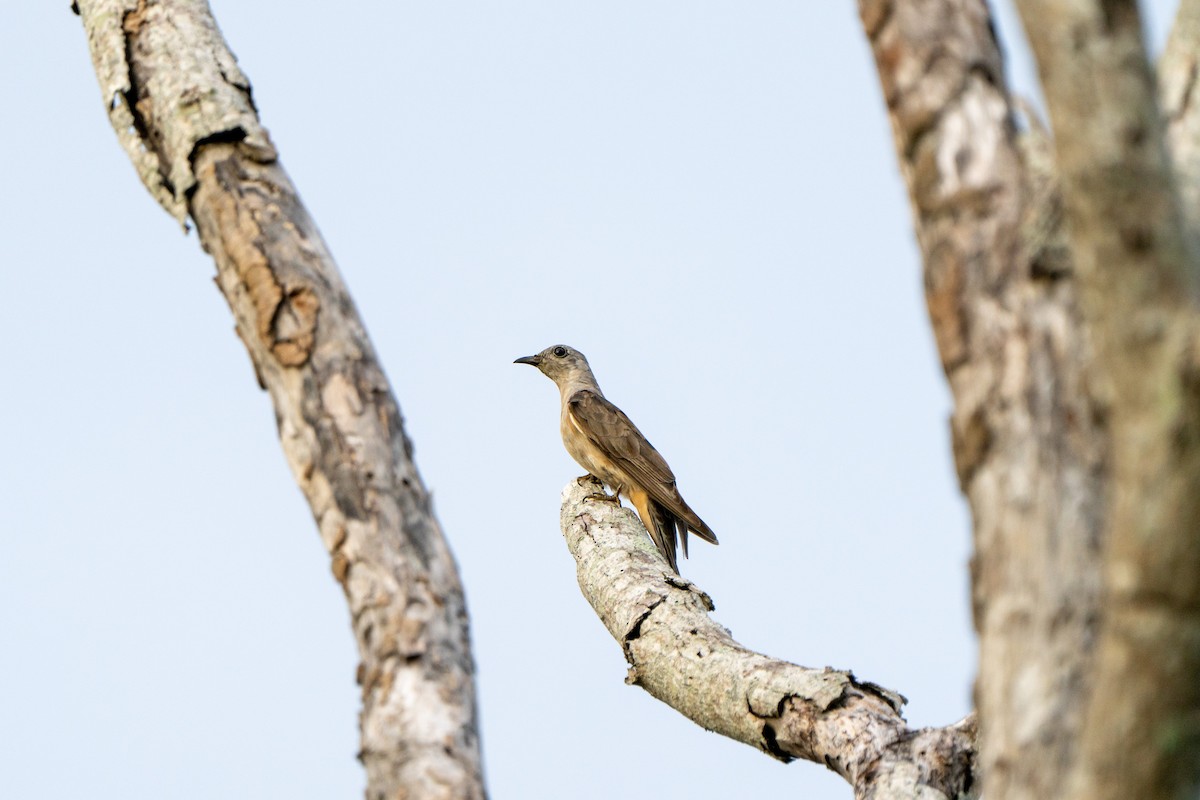 Brush Cuckoo - ML614461671