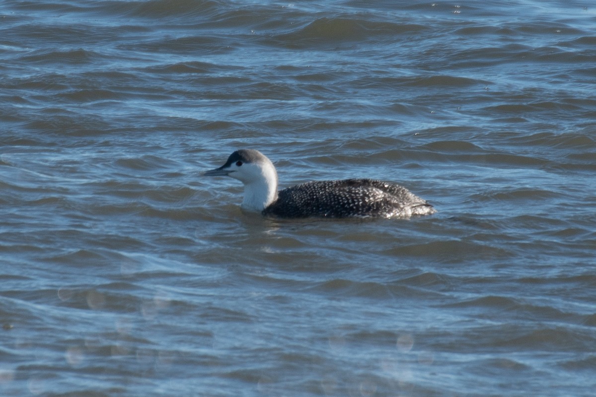 Red-throated Loon - ML614461731