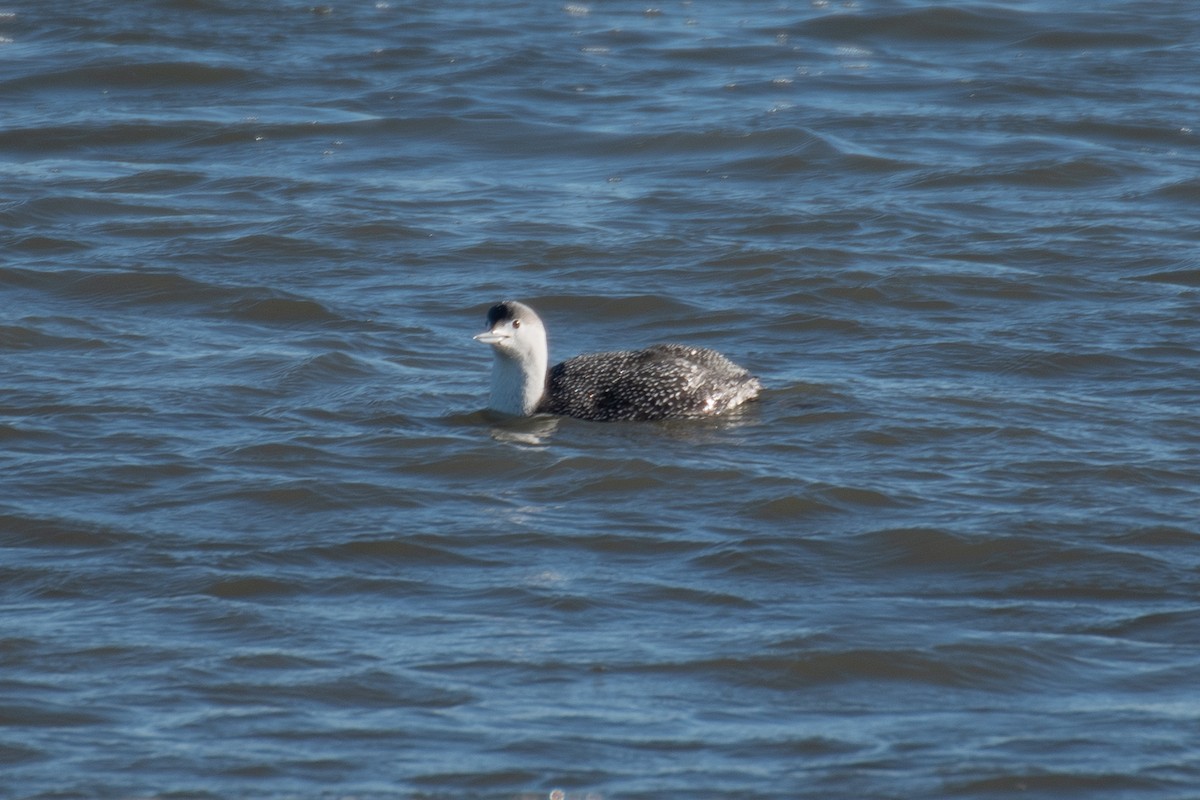 Red-throated Loon - ML614461732
