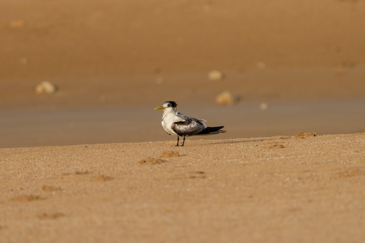 Great Crested Tern - ML614461910