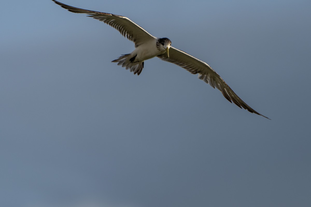 Great Crested Tern - Noah Sparke