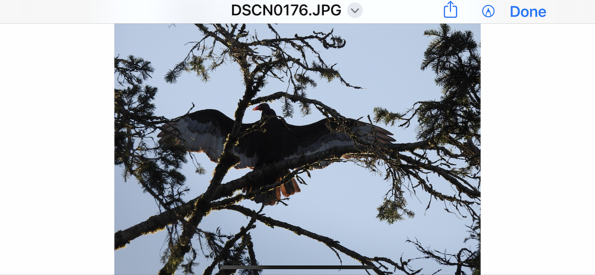 Turkey Vulture - Trisha Beaty