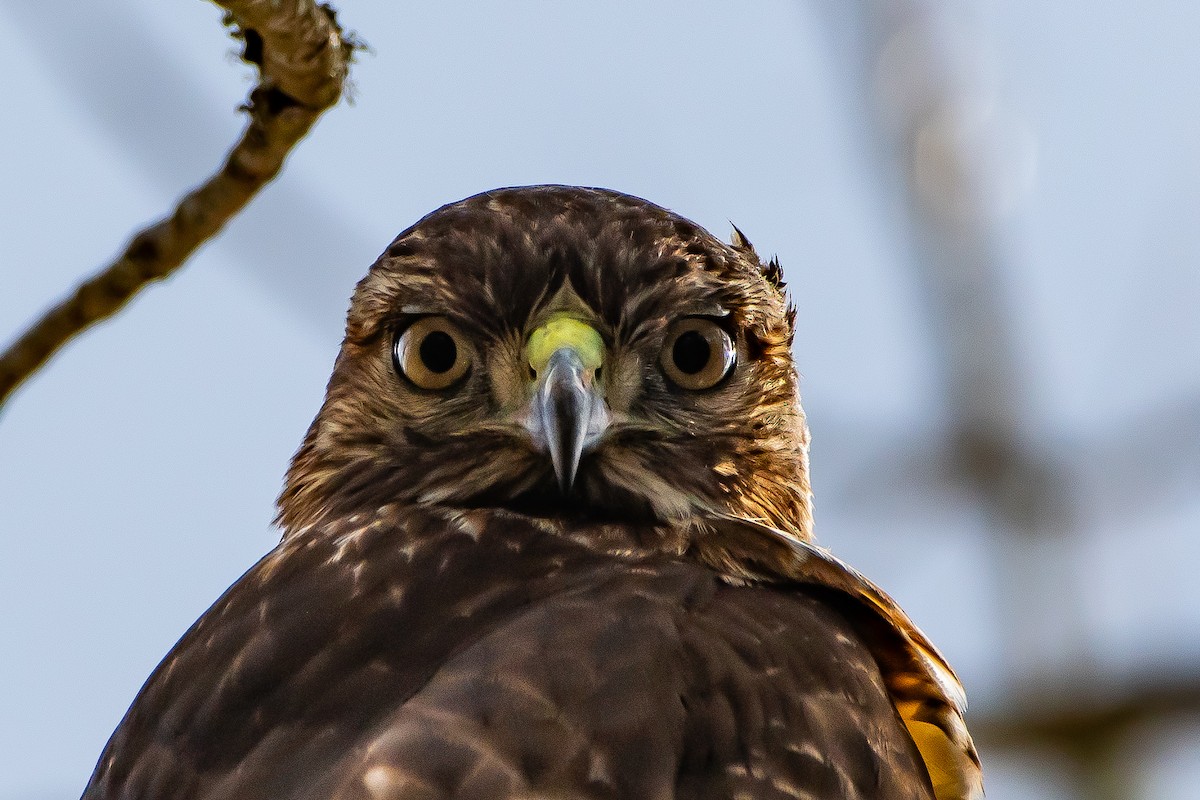 Red-tailed Hawk - ML614462143