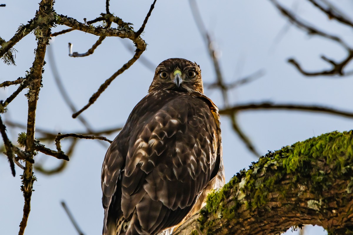Red-tailed Hawk - ML614462144