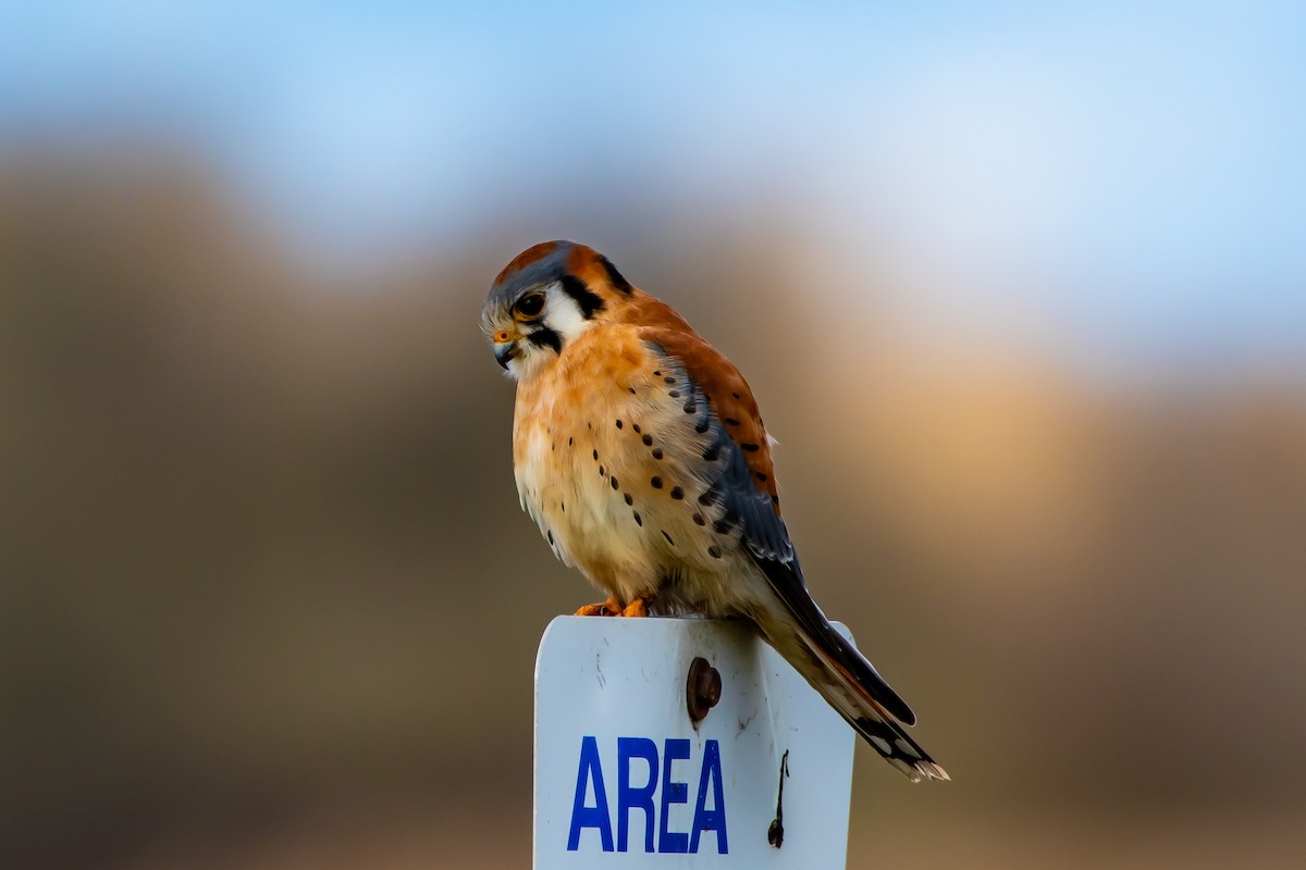 American Kestrel - ML614462151