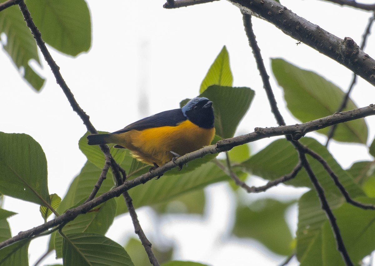 Golden-rumped Euphonia - ML614462174